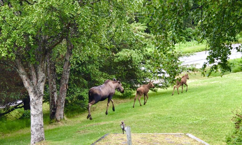 Halcyon Heights B&B/Inn Homer Bagian luar foto